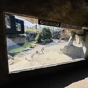 Snow leopard enclosure #1