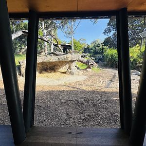 Lion enclosure - viewing glass