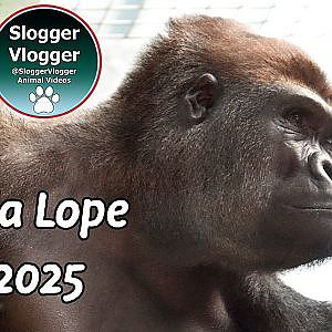 Lope in 2025