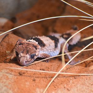 Northern Banded Knob-tailed Gecko, Nephrurus cinctus