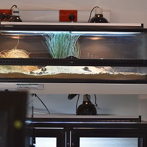 Victorian Grassland Dragon breeding enclosure