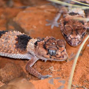 Northern Banded Knob-tailed Geckos, Nephrurus cinctus