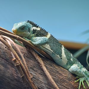 Fijian Crested Iguana