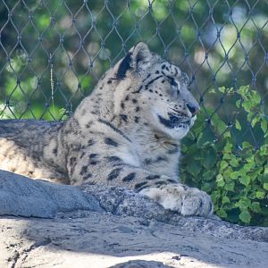Snow Leopard