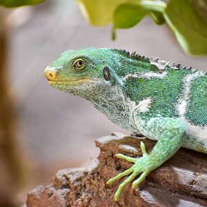Fijian Crested Iguana
