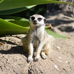Meerkat