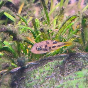 Dwarf Pufferfish (Carinotetraodon travancoricus)