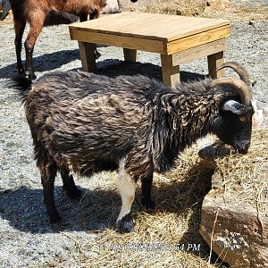 American Pygmy Goat  -April 2025