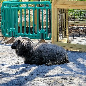 Angora Goat  - April 2025