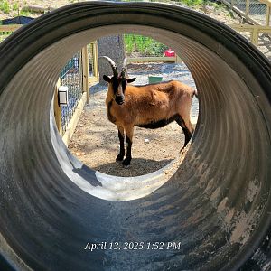 Oberhasli Goat - April 2025