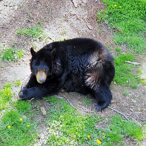 American Black Bear - April 2025