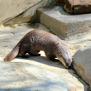 North American River Otter-April 2025