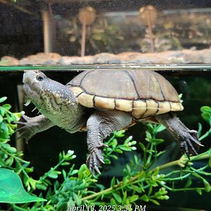 Eastern Mud Turtle-April 2025