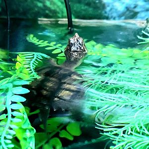 Common Snapping Turtle-April 2025