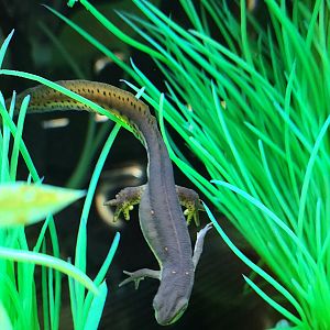 Eastern Red-Spotted Newt-April 2025