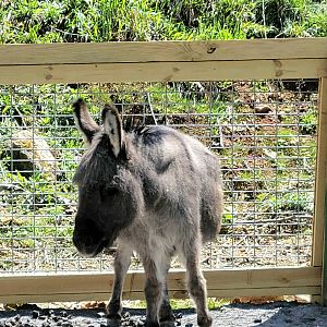 Sicilian Donkey-April 2025