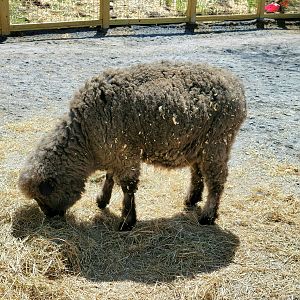 Cotswold Sheep-April 2025