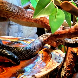 Eastern Rat Snake-April 2025