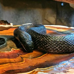 Eastern Rat Snake-April 2025