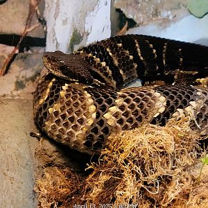 Timber Rattlesnake-April 2025