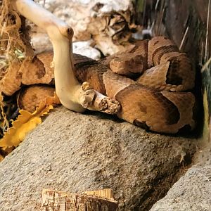 Copperhead-April 2025