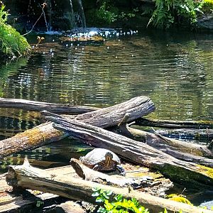 Turtle Pond-April 2025