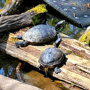 Turtle Pond-April 2025