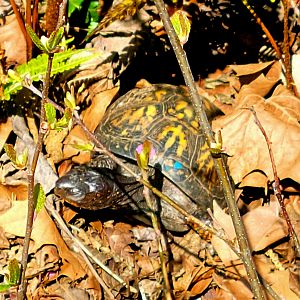 Eastern Box Turtle-April 2025