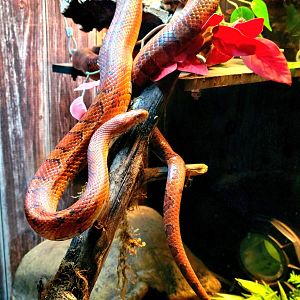 Corn Snake-April 2025