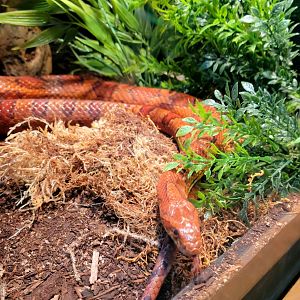 Corn Snake-April 2025