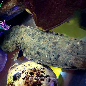 Hellbender-April 2025