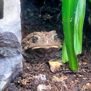 American Toad-April 2025