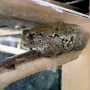Gray Tree Frog-April 2025