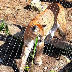 Mountain Lion-April 2025