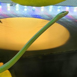 Rough Green Snake-April 2025