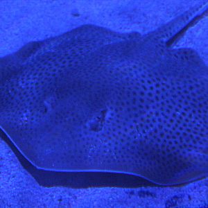 Black-spotted whipray (Maculabatis astra) - BXSea