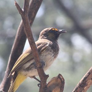 Eastern Java orange-spotted bulbul (Pycnonotus bimaculatus tenggerensis) - Solo Safari