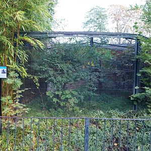 Callitrichidae - Goeldi's Monkey