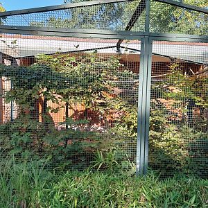 Callitrichidae - Golden-handed Tamarin - Second enclosure