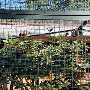 Callitrichidae - Golden-handed Tamarin (Saguinis midas)