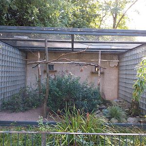 Callitrichidae - Blue-headed Macaw and Southern Lapwing