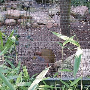 Callitrichidae - Giant Wood-rail (Aramides ypecaha)