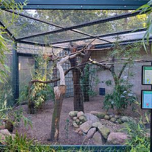 Callitrichidae - Giant Wood-rail and Blue-throated Macaw