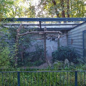 Callitrichidae - Scarlet Macaw