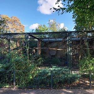 Callitrichidae - Hyacinth Macaw