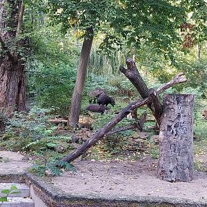 Amazon House - Lowland Tapir (Tapirus terrestris)