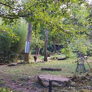 Amazon House - Lowland Tapir (Tapirus terrestris)
