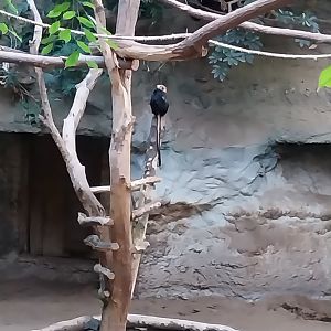 Amazon House - Golden-headed Lion Tamarin (Leonthipitecus chrysomelas)