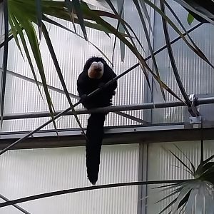 Amazon House - White-faced Saki (Pithecia pithecia)