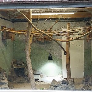 Callitrichidae - Red-Bellied Tamarin